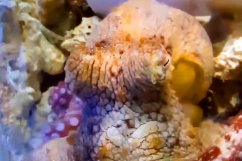 Oktopus ändert mehrfach seine Farben im Schlaf