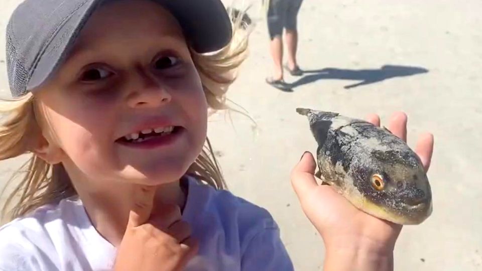 Kugelfisch Tote Kugelfische am Muizenberg Beach angespült.