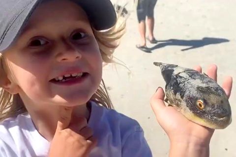 Tote Kugelfische am Muizenberg Beach angespült.