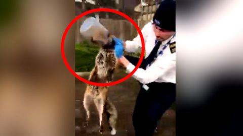 Fuchs vor grausamem Erstickungstod gerettet - Kopf aus Plastikflasche befreit