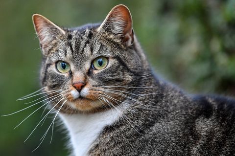 Hauskatze schaut in die Ferne.