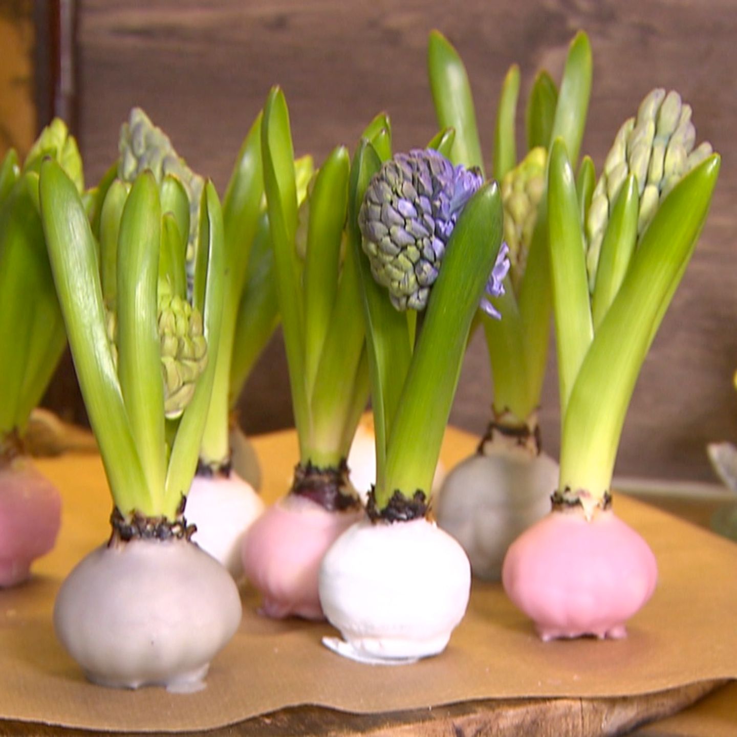 einfach So Einfache gewachste (Video) Blumenzwiebeln gelingen Osterdeko: