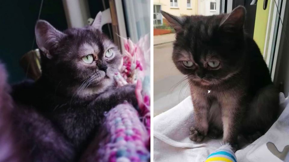 Katze Bean wurde lange nicht vermittelt, weil sie "hässlich" ist Katze Bean wurde lange nicht vermittelt, weil sie "hässlich" ist