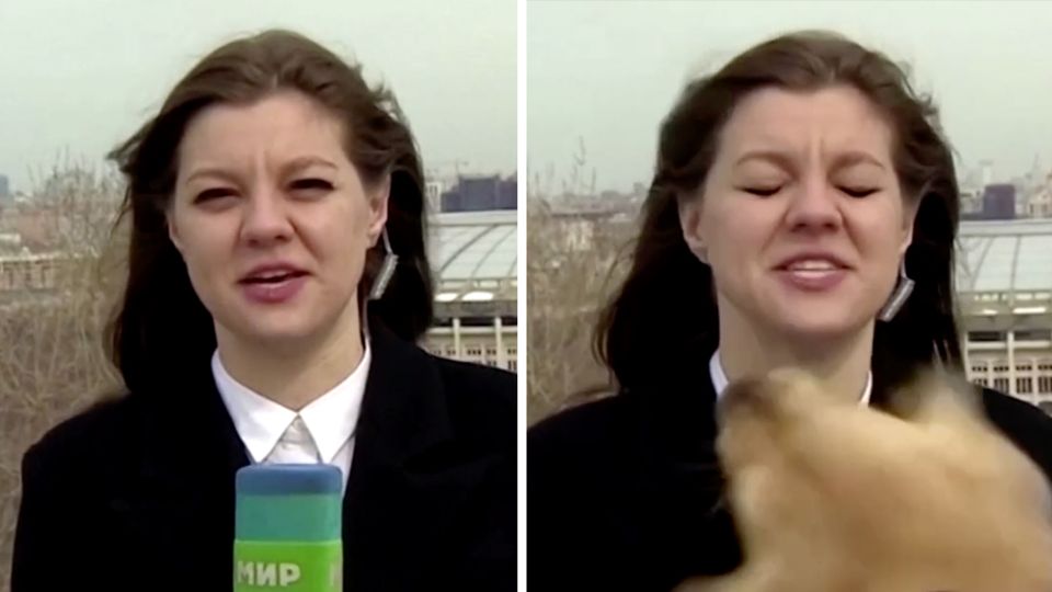 TV-Panne in Russland: Er wollte nur spielen: Hund klaut Reporterin vor laufender Kamera das Mikrofon TV-Panne in Russland: Er wollte nur spielen: Hund klaut Reporterin vor laufender Kamera das Mikrofon
