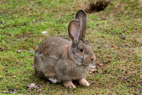 Deutscher Riese Kaninchen