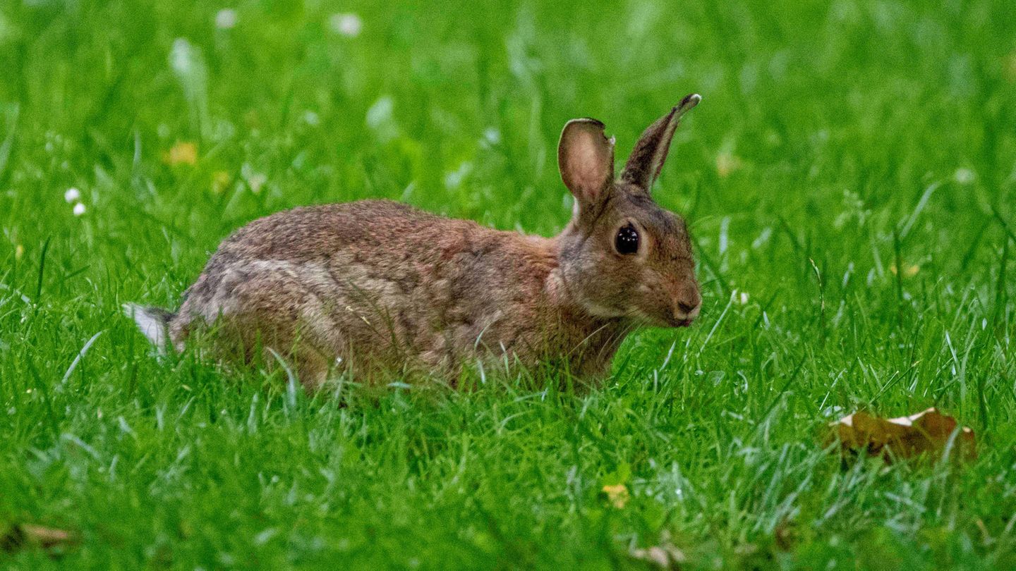 Rabbit Hunt Instead of Egg Hunting: The Dreadful Easter Tradition in Central Otago