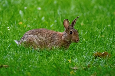 Central Otago: Makabre Tradition: Eine Gemeinde in Neuseeland jagt an Ostern Hasen