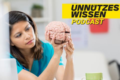 Unnützes Wissen: Graue Zellen und Brain-Freeze – was steckt hinter diesen Redewendungen?