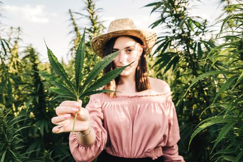 Trend Cannabis-Aktien
