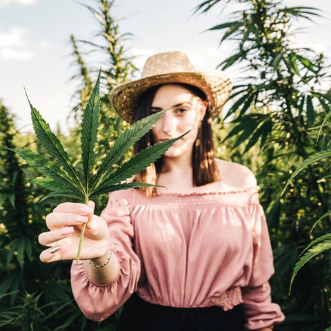 Trend Cannabis-Aktien