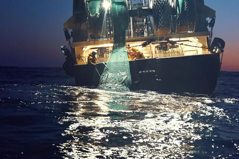 Die Fischindustrie saugt die Meere systematisch leer.