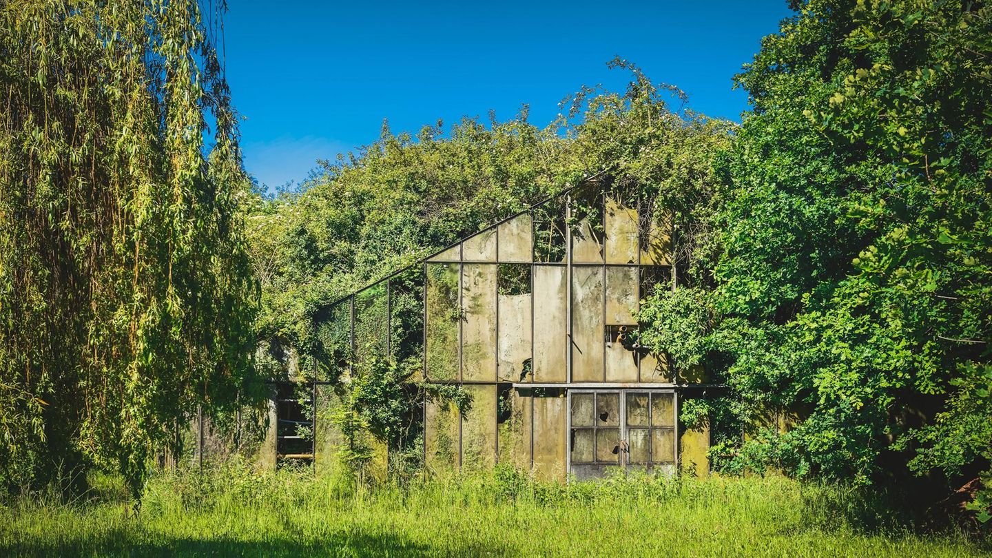 Hier holt sich die Natur alles zurück: Ein überwuchertes Gewächshaus in Kirchwerder bei Hamburg.
