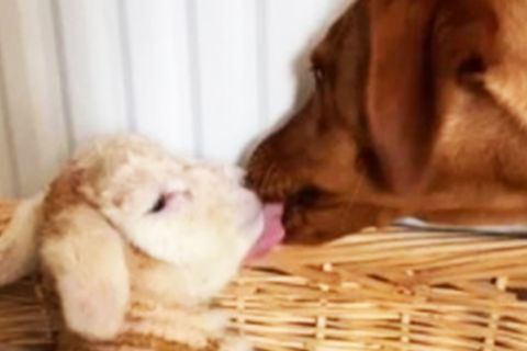 Hund kümmert sich rührend um geschwächtes Lamm