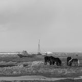 Tristesse an der Ostküste: Das Wrack eines Fischerbootes und Islandpferde am Strand von Hvalnes.