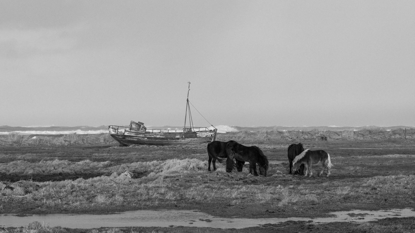 Tristesse an der Ostküste: Das Wrack eines Fischerbootes und Islandpferde am Strand von Hvalnes.
