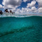 Die ­Fischer begutachten die Heringsmakrelen im Netz