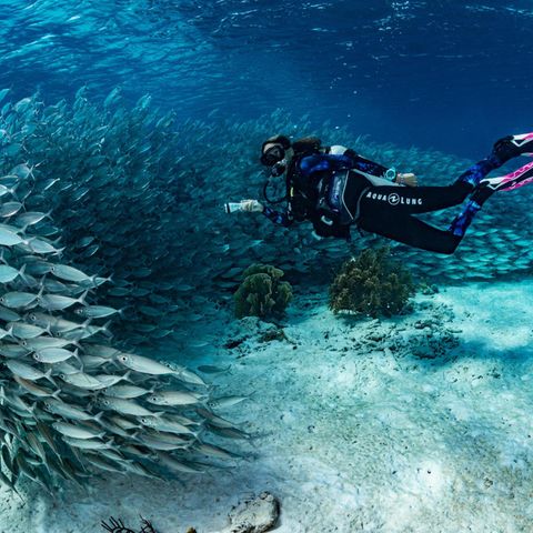 Ganz nah lassen die Fische Taucher an sich heran