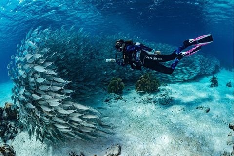 Ganz nah lassen die Fische Taucher an sich heran