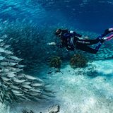 Ganz nah lassen die Fische Taucher an sich heran