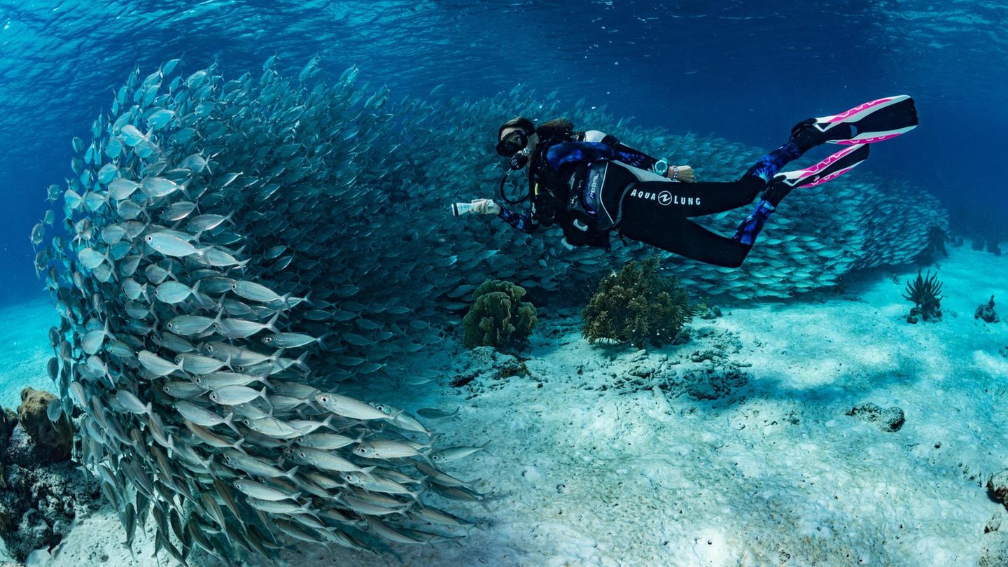 Ganz nah lassen die Fische Taucher an sich heran