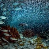 Großaugen-Heringsmakrelen