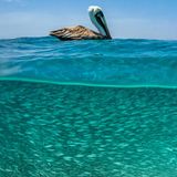 Ein Pelikan lässt sich über einem Heringsmakrelenschwarm treiben