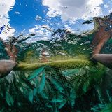 Im Wasser ziehen die Fischer das Netz immer weiter zusammen