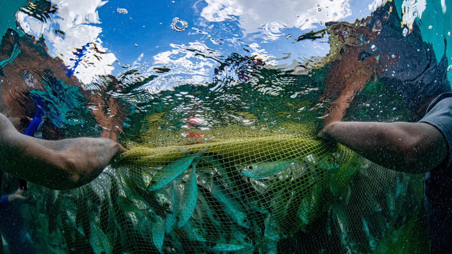 Im Wasser ziehen die Fischer das Netz immer weiter zusammen