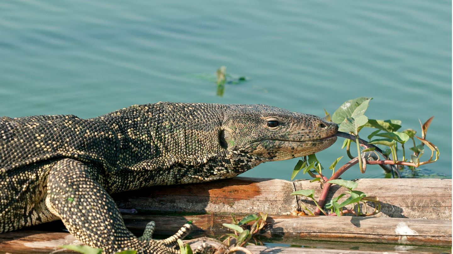 Bindenwaran in Thailand