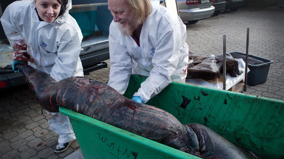 Was steckt hinter Nessie und Seeungeheuern - Theorie aus dem Netz Penis eines gestrandeten Wales.