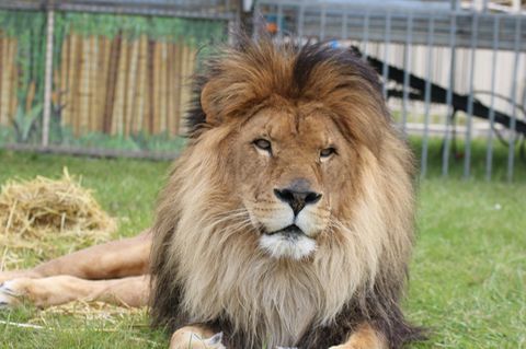 Löwe Kasanga in seinem Freigehege im Circus Krone.