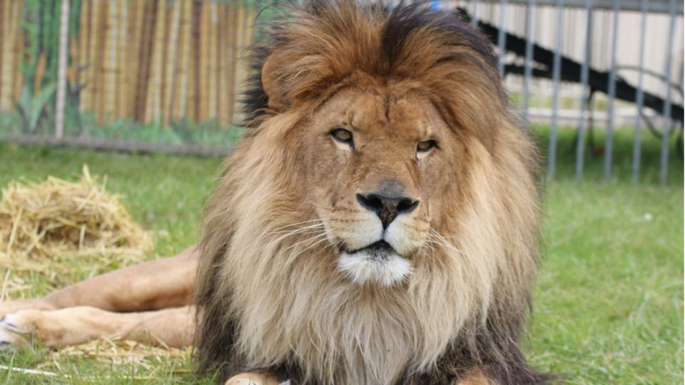 Löwe Kasanga in seinem Freigehege im Circus Krone.