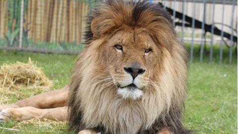 Löwe Kasanga in seinem Freigehege im Circus Krone.
