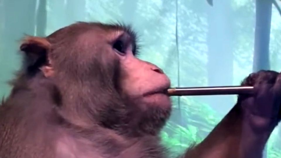 Affe von Elon Musk Elon Musks Gehirnchip: Affe steuert Videospiel mit seinen Gedanken