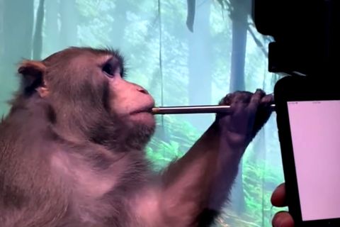 Elon Musks Gehirnchip: Affe steuert Videospiel mit seinen Gedanken