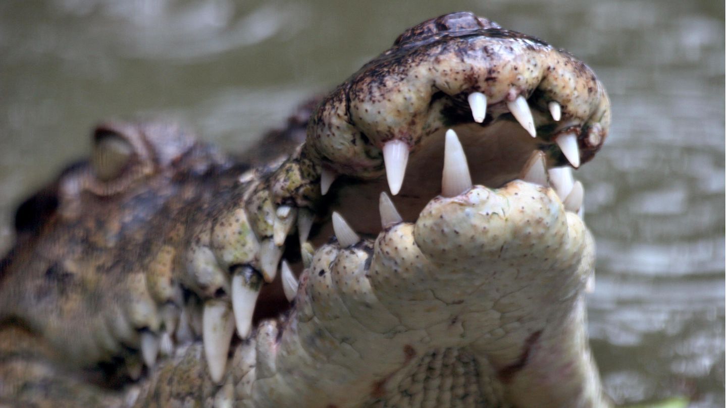 Das Maul eines Alligators
