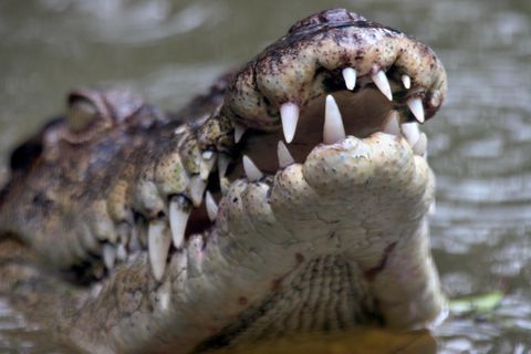 Ungewöhnlicher Fund: Zum Fressen gern: Alligator hat nicht nur Hundemarken im Magen