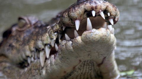 Ungewöhnlicher Fund: Zum Fressen gern: Alligator hat nicht nur Hundemarken im Magen