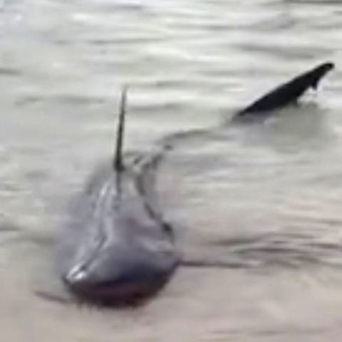 Hai sorgt für Aufruhr an australischem Badestrand