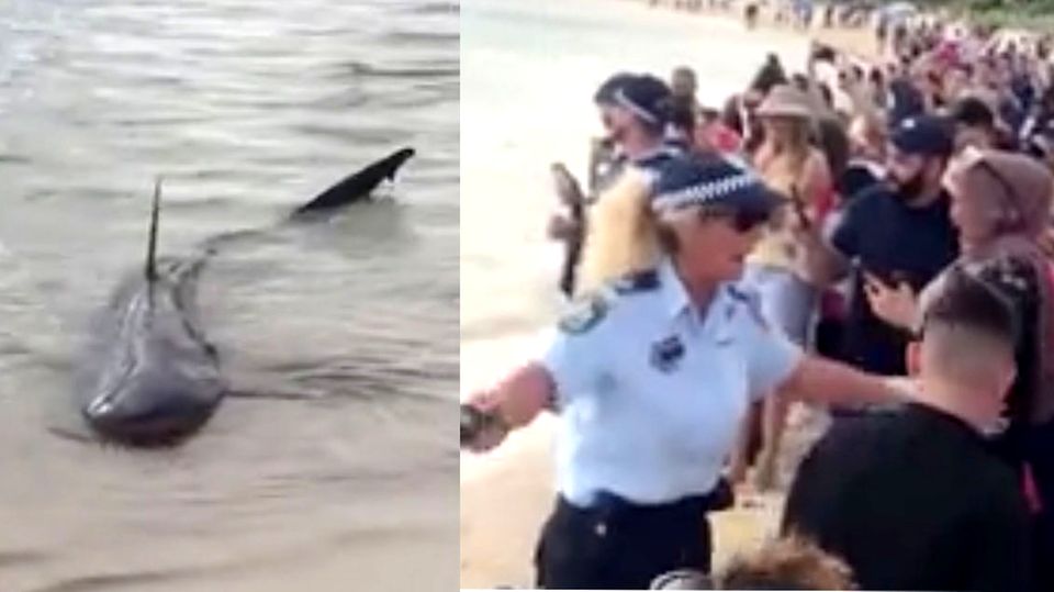 Hai sorgt für Aufruhr an australischem Badestrand Hai sorgt für Aufruhr an australischem Badestrand