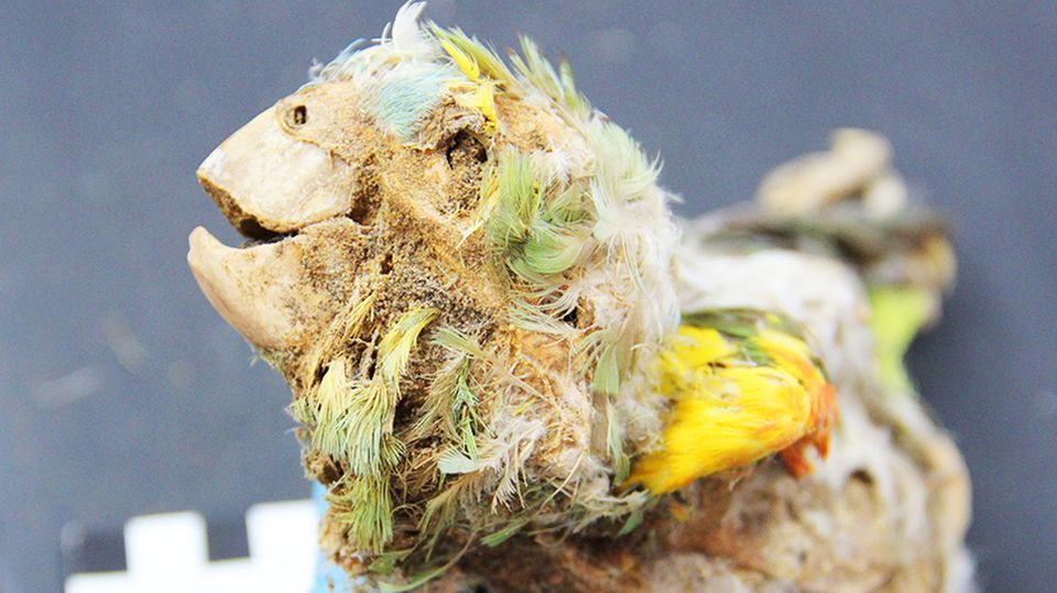 Südamerika: Mumifizierte Papageien offenbaren düstere Seite unserer Geschichte