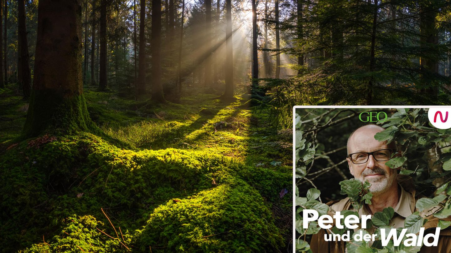 Peter Wohlleben geht in seinem Podcast den Geheimnissen des Waldes auf die Spur.