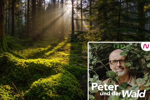 Peter Wohlleben geht in seinem Podcast den Geheimnissen des Waldes auf die Spur.