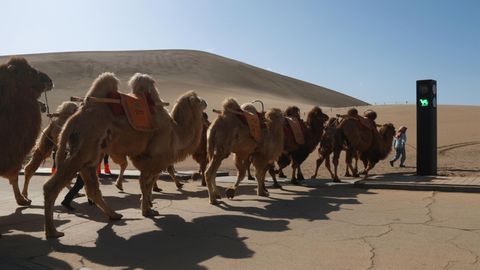 Eine Kamelherde überquert an der Ampel eine Kreuzung