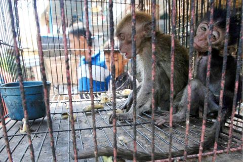 Zwei Affen sitzen in einem Käfig auf einem Markt in Medan, Indonesien (Archivfoto)