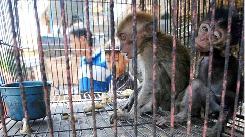 Zwei Affen sitzen in einem Käfig auf einem Markt in Medan, Indonesien (Archivfoto)