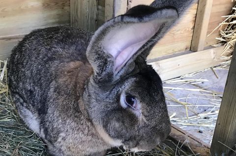 Riesenkaninchen Darius wurde aus seinem Gehege im Garten seiner Besitzerin entführt