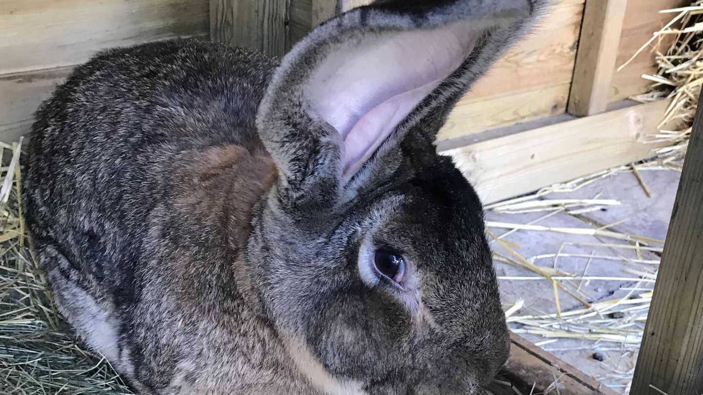 Riesenkaninchen Darius wurde aus seinem Gehege im Garten seiner Besitzerin entführt