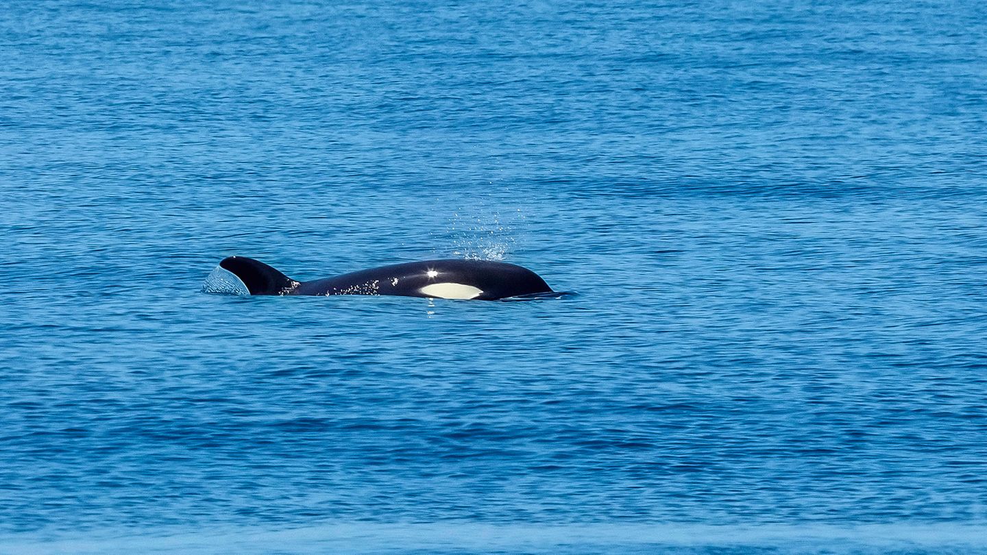 Una orca nada en mar abierto