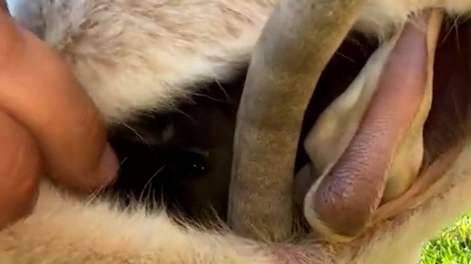 Känguru im Beutel Känguru im Beutel